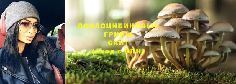 OMG ТОР  Железноводск  Галлюциногенные грибы Psilocybe 